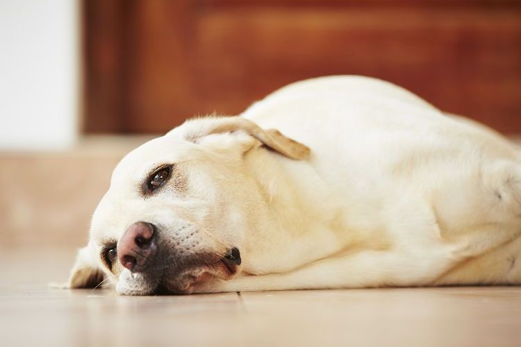 Labrador tumbado en el suelo