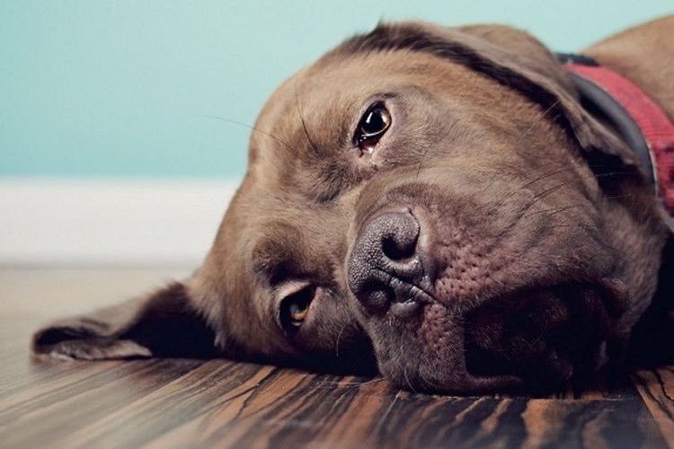 El perro está tumbado