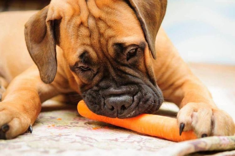 Perro comiendo zanahoria