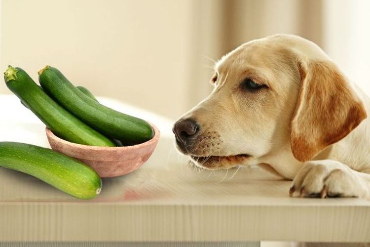 El perro y el calabacín