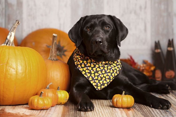 El perro y la calabaza
