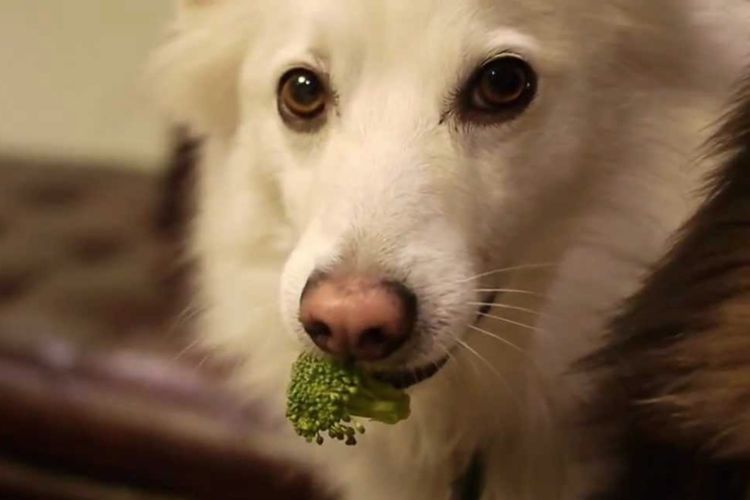 El perro come brócoli