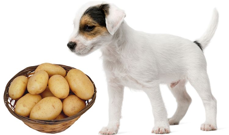 El perro come patatas