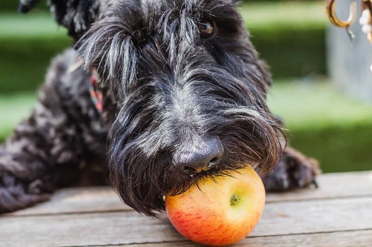 El perro come manzana