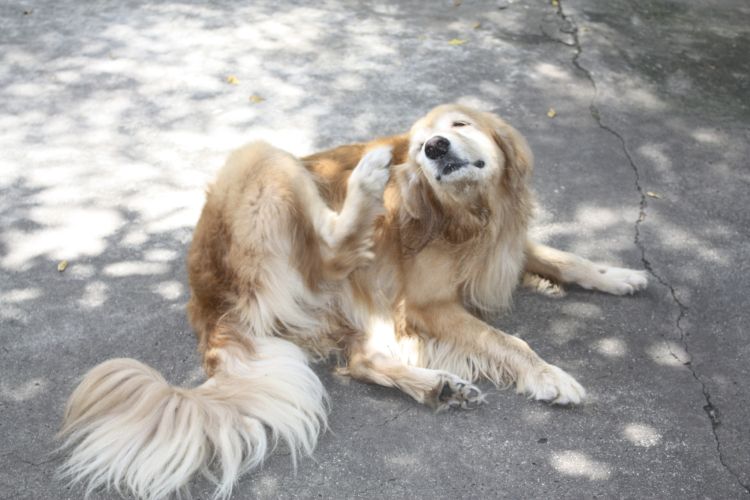 Perro rascándose la oreja