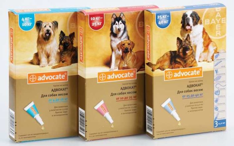 Gotas Advocate para perros