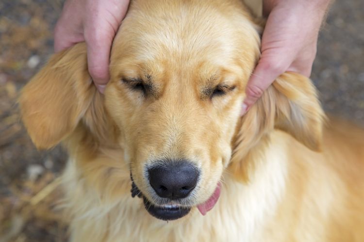 Se masajean las orejas al perro