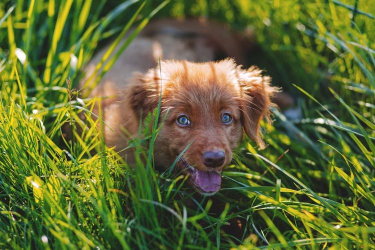 El cachorro está sentado en la hierba