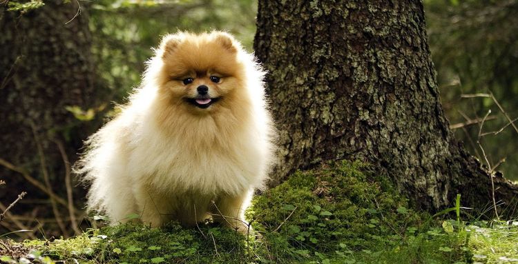 Spitz en el bosque