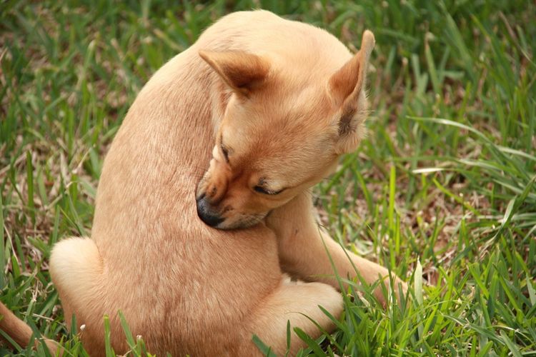 Cachorro busca pulgas