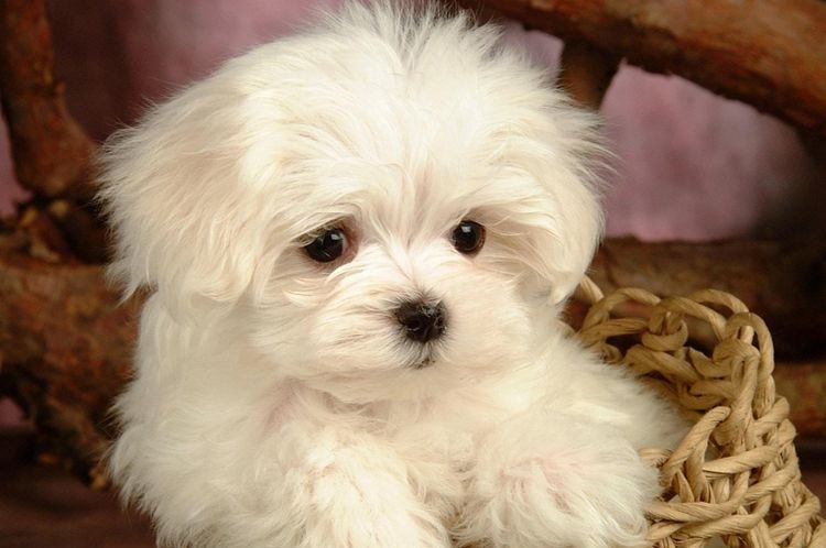 Bichón maltés