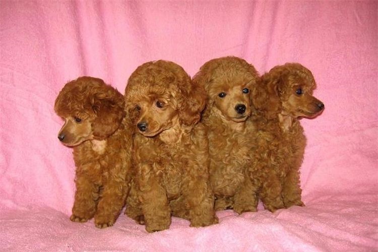 Caniche enano