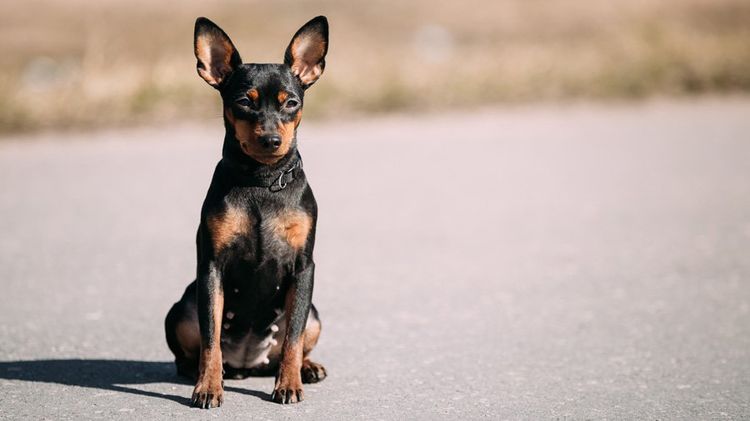 Pinscher miniatura