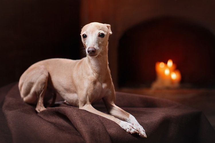 Galgo italiano