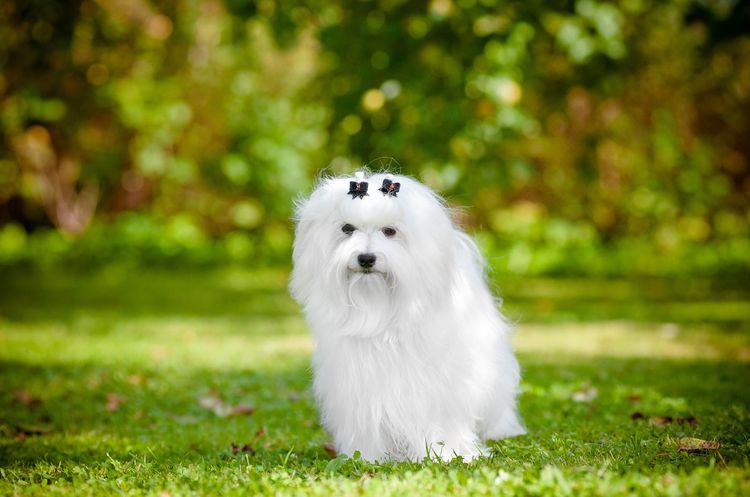 Bichón boloñés