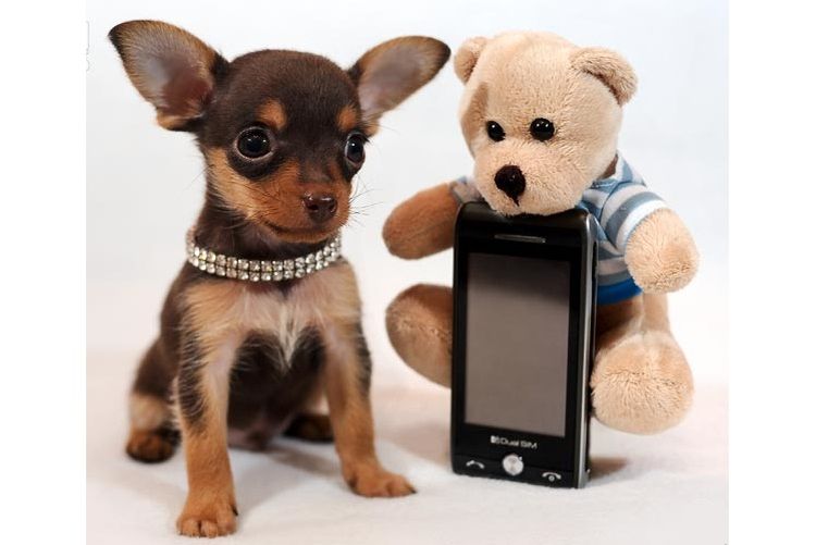 Toy terrier
