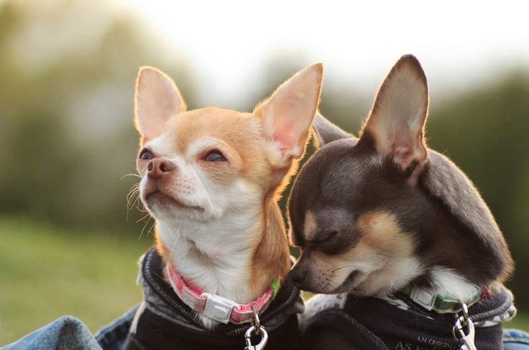 Chihuahua