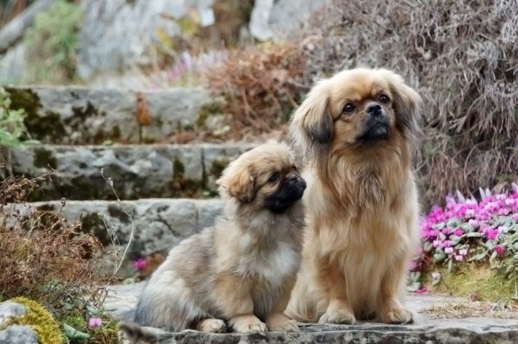 Spaniel tibetano