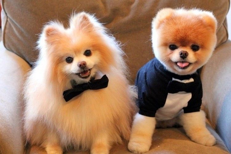 Pomerania