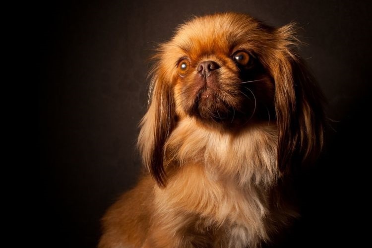 Pekinés