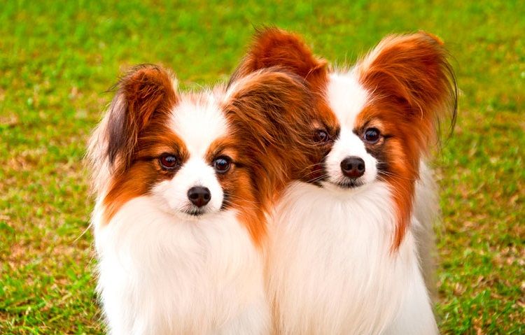 Papillon