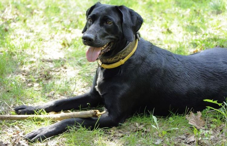 Hund im Zeckenhalsband