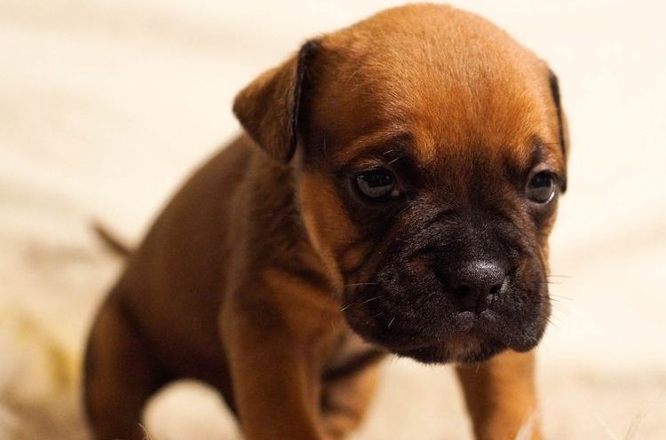 Cachorro