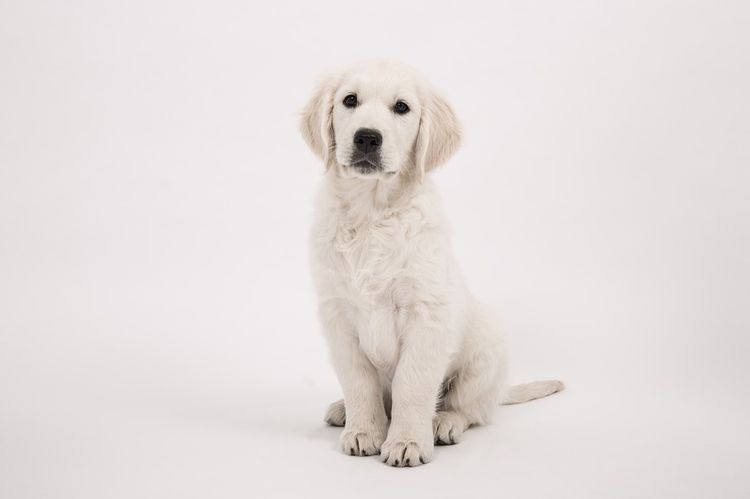 Labrador