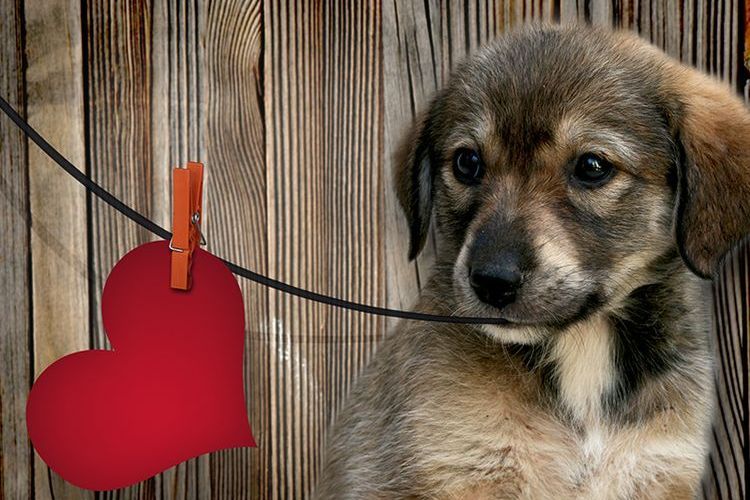 Cachorro con un corazón en los dientes