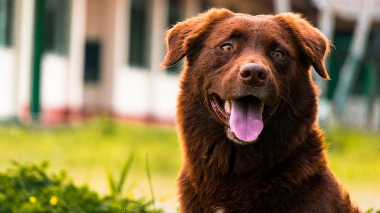 Perro con la lengua fuera
