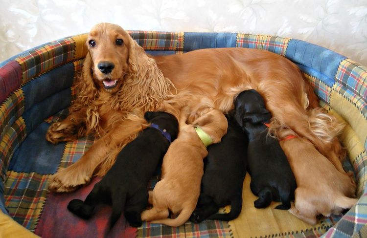 Spaniel alimentando a sus cachorros