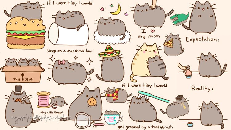 Gato Pushin: imágenes