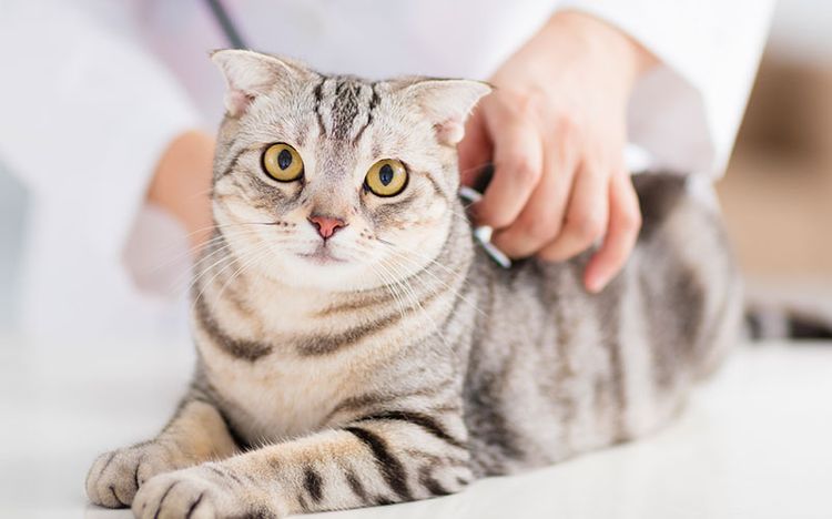 Gata en la consulta del veterinario