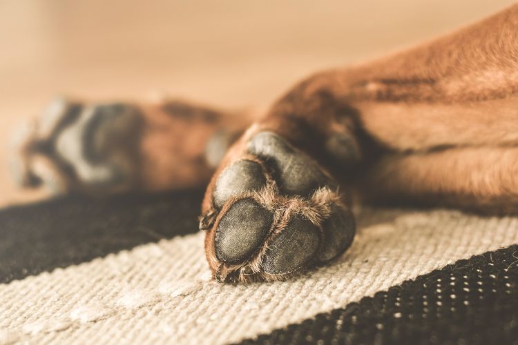 Patas del perro después del lavapatas
