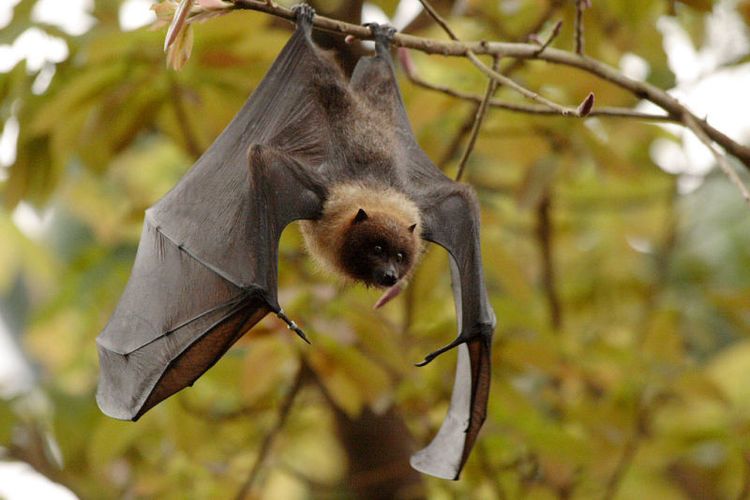 Murciélago zorro en un árbol