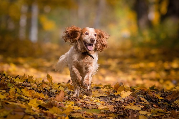 Perro corriendo