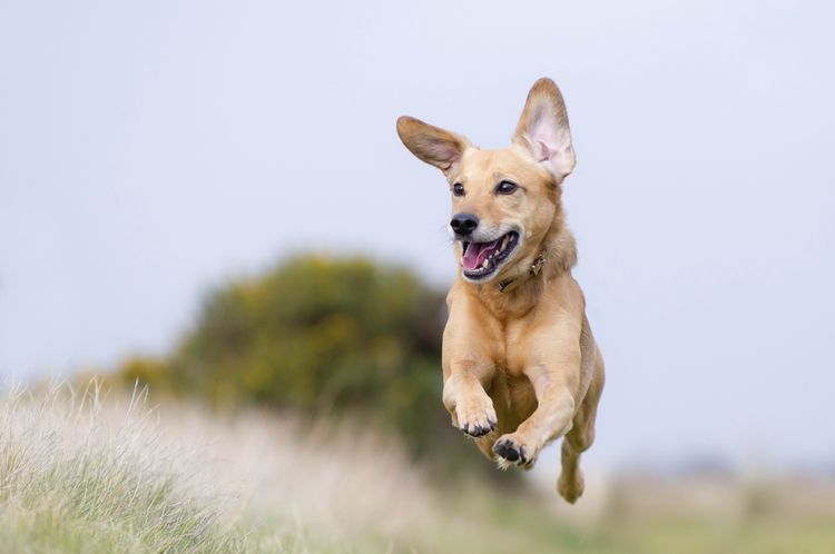 Perro corriendo
