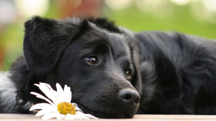 Perro negro
