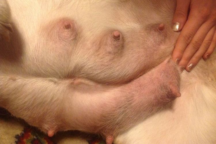 Signos de mastitis en el perro