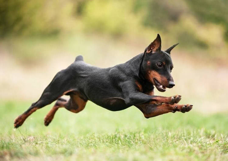 Pinscher miniatura