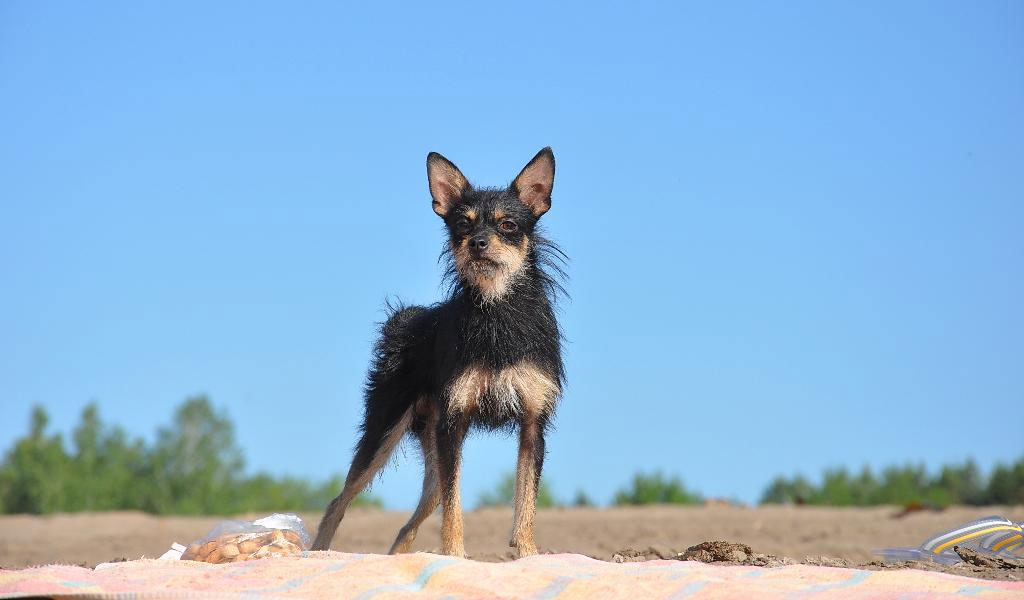Perros Dragón de Moscú