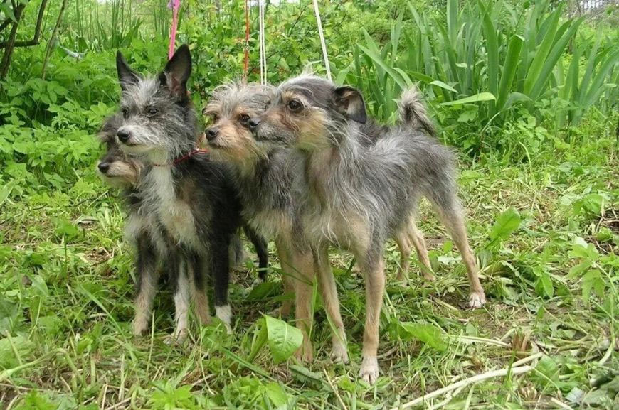 Características de la raza Dragón de Moscú
