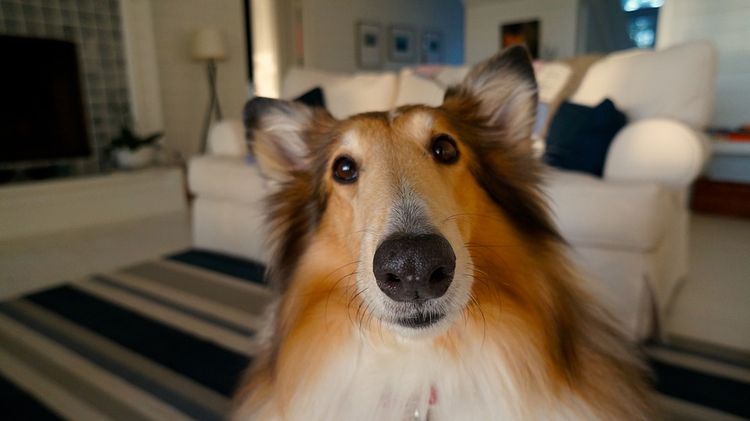 Collie