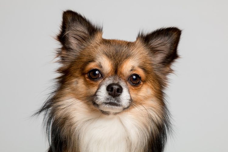 Los bigotes del perro