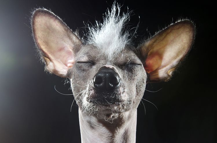 Chinese Crested