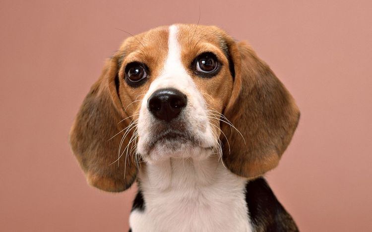 Bigotes del perro