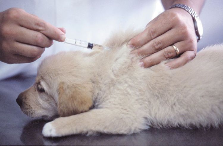 Vacunación del cachorro