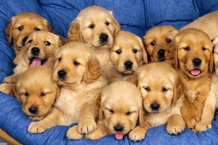 Cachorros en el sillón