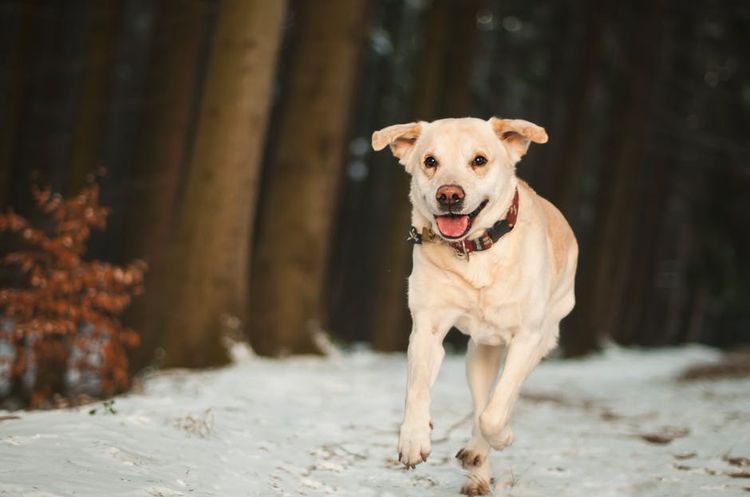 Perro corriendo