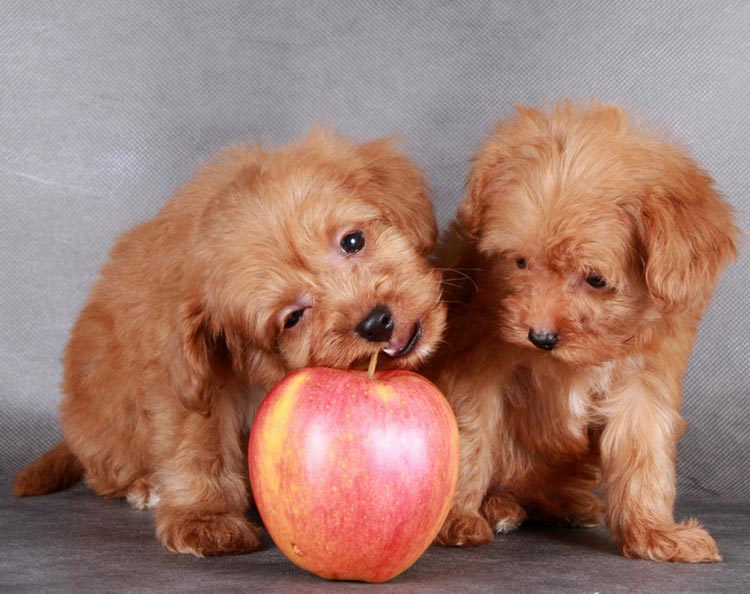 precio de los cachorros de orquídea